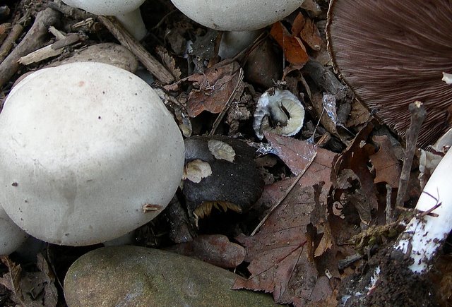 Volvariella  terrea  sp.nov.